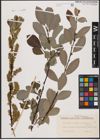Foto von Salix aurita L. x Salix caprea L. x Salix nigricans Sm.
